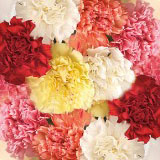 Assorted Colors 200 Short Carnations